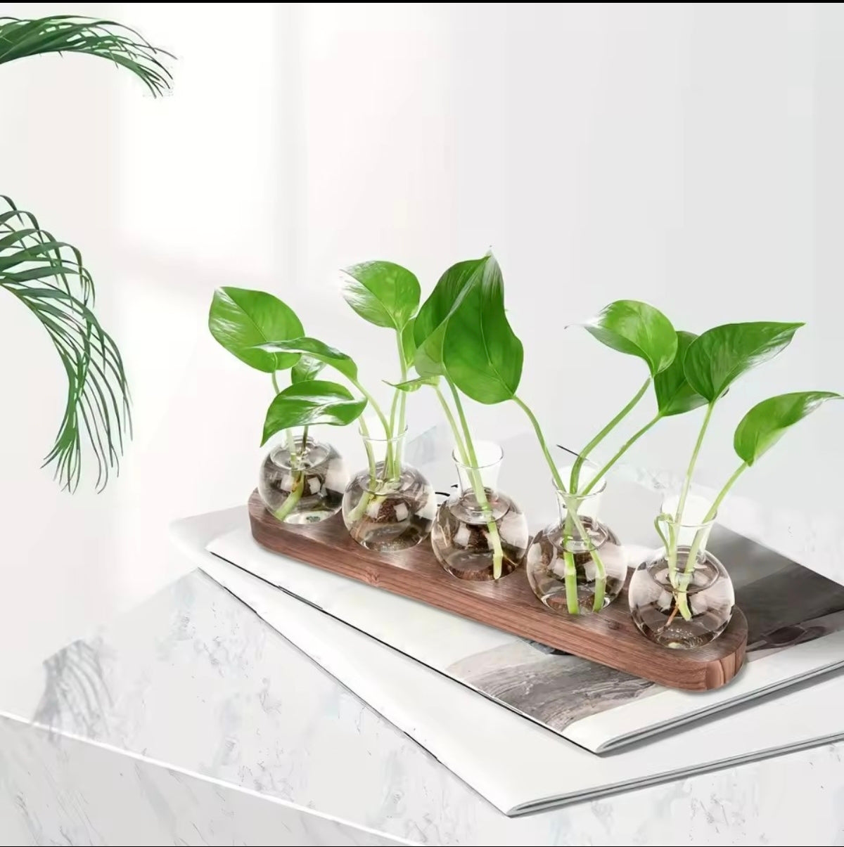 Station de propagation en verre et bois – VerdeForm