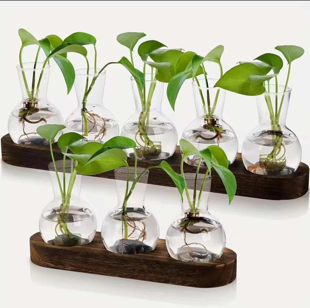 Terrarium en verre moderne avec plateau en bois – Set de 3 vases hydroponiques | VerdeForm