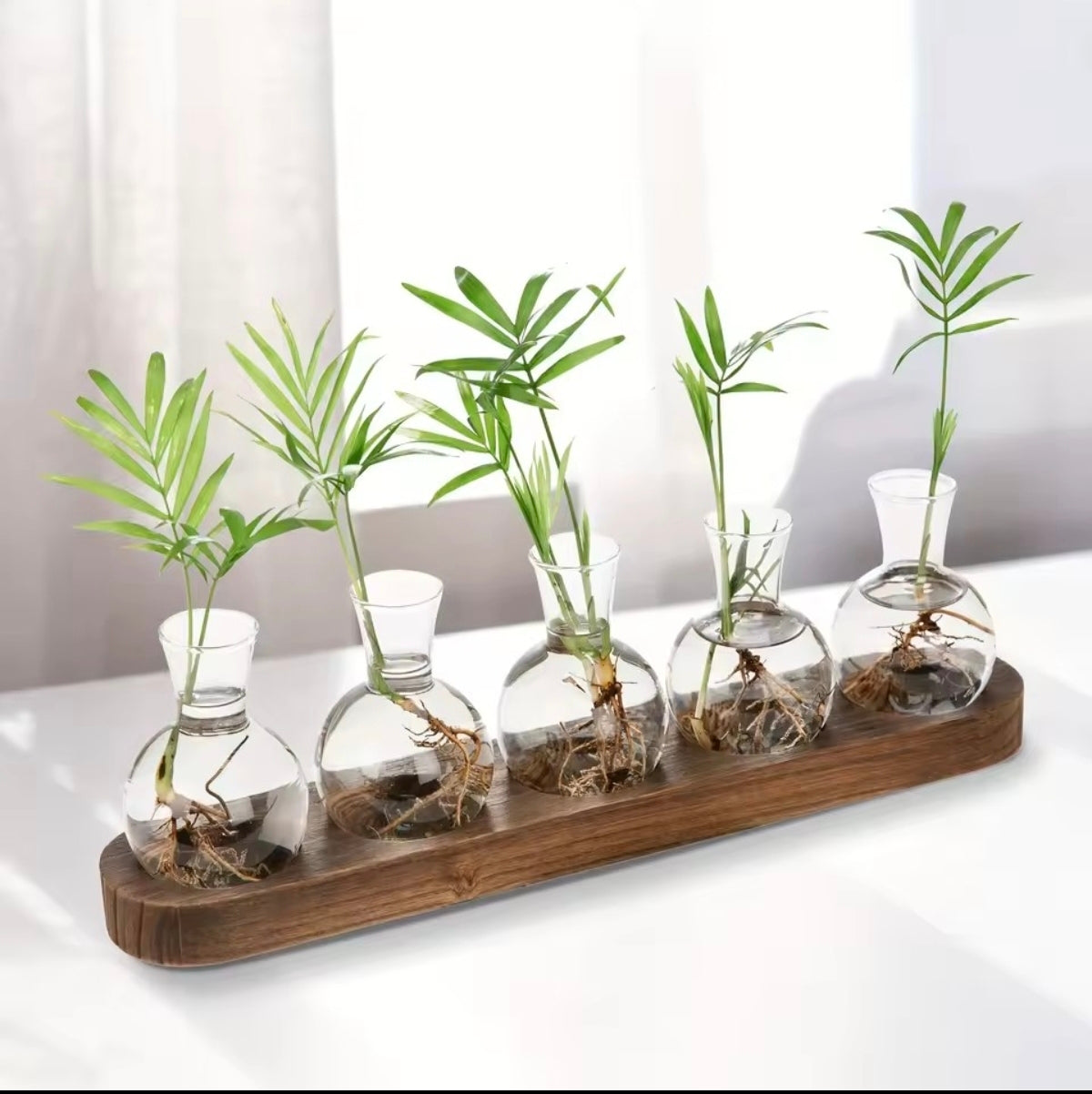 Vase hydroponique en verre transparent – Décoration salon et cuisine | VerdeForm