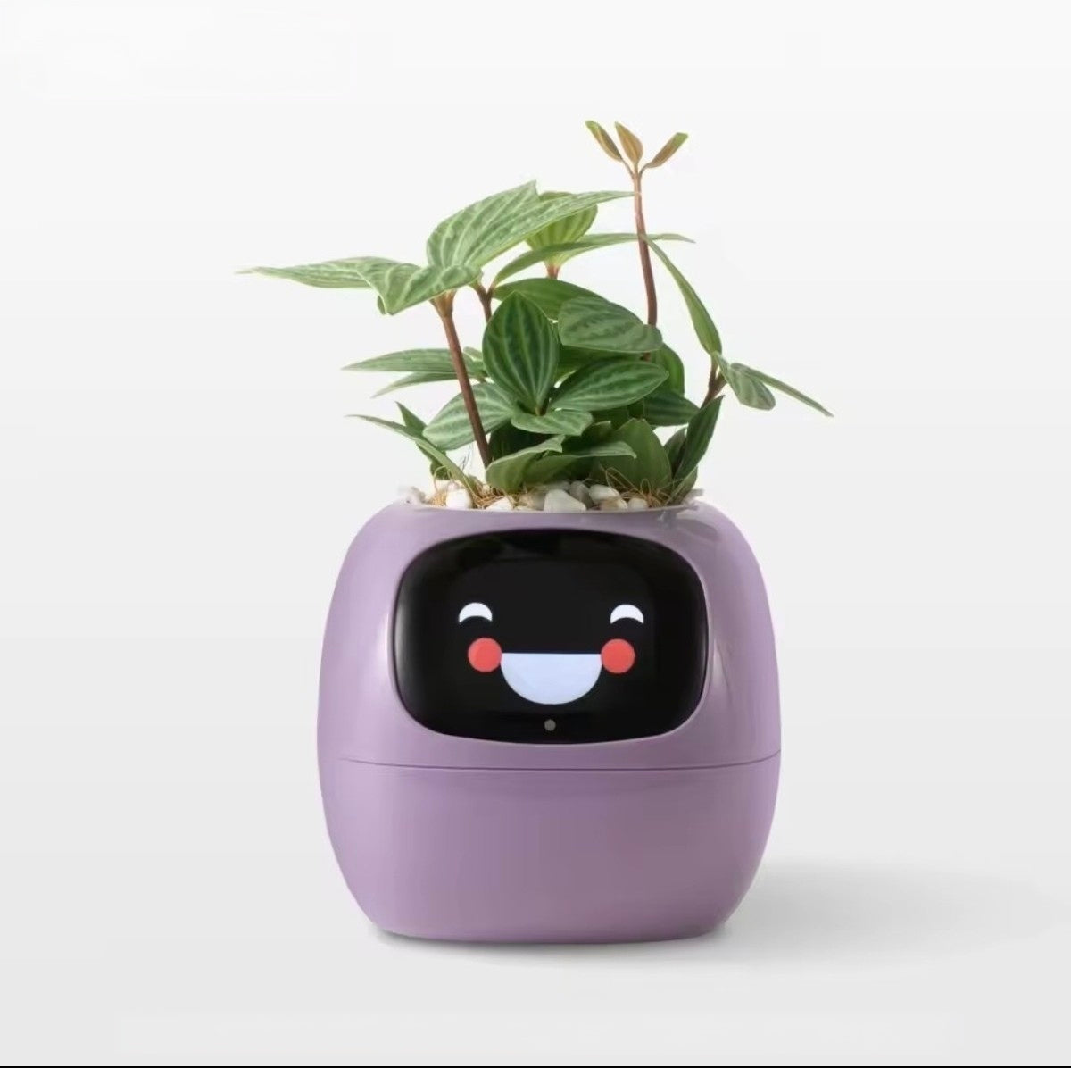 Jardinière Intelligente Tuya Ivy G1 – 7 Capteurs & IA | Blanc