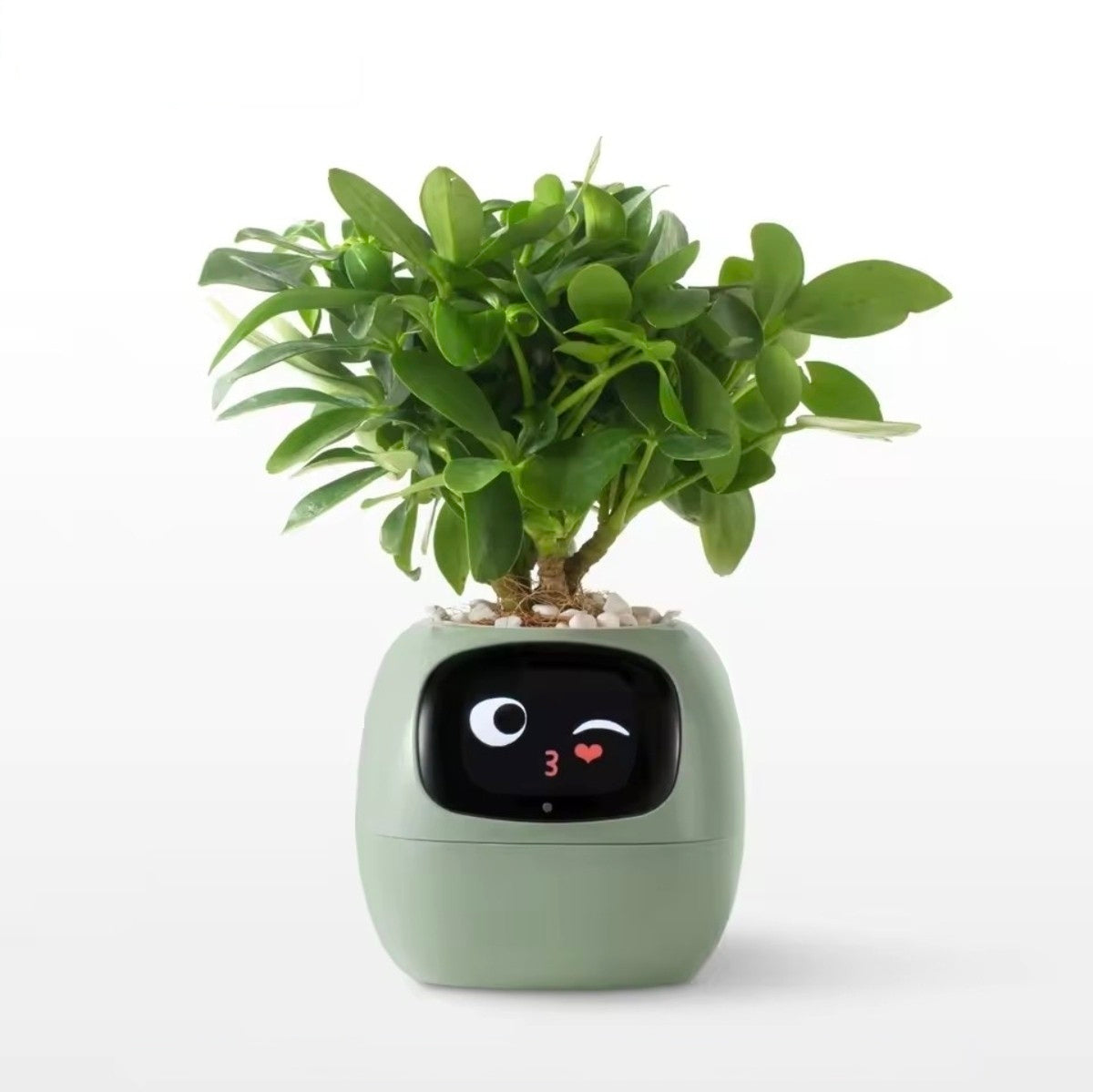 Jardinière Intelligente Tuya Ivy G1 – 7 Capteurs & IA | Blanc