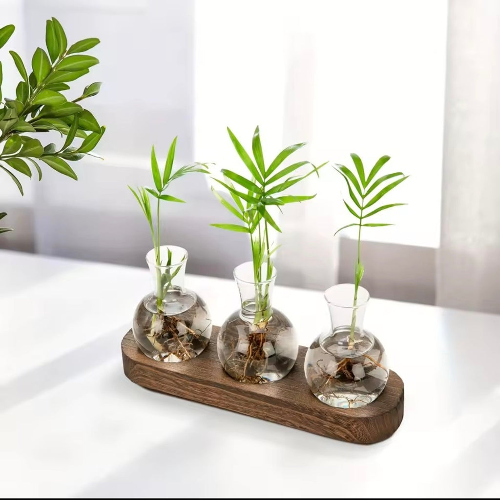 Station de propagation hydroponique – Terrarium verre & bois pour intérieur | VerdeForm